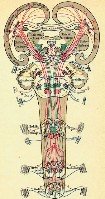Нейронные цепи (macrocircuitos) Кристфрида Якоба  (Атлас 1896).