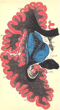 Нейронные цепи (macrocircuitos) Кристфрида Якоба  (Атлас 1896).