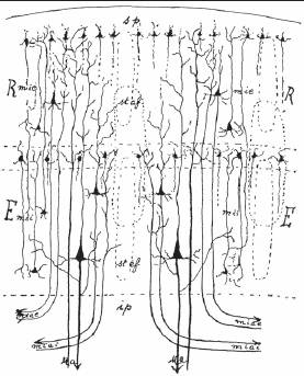 Стационарные волны, образуемые интерферирующей активностью нейронных микроцепей (ondas estacionarias en microcircuitos reverberantes) - предложены в 1906 Кристфридом Якобом для объяснения оперативной памяти (мнемическая остаточная индукция).