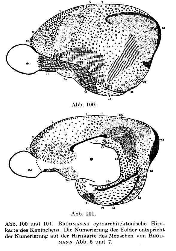 rabbit brain anatomy